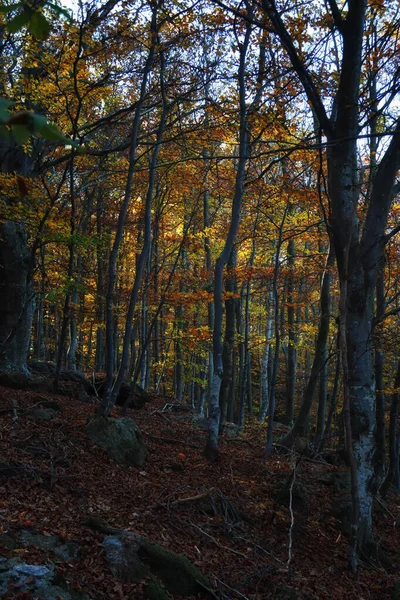 Bosque Hayas Está Vestido Con Colores Otoñales — Foto de Stock
