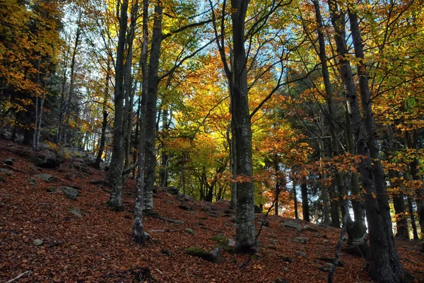 山毛榉林穿着秋天的颜色 — 图库照片