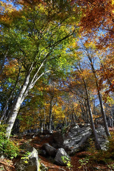 Floresta Faia Está Vestida Com Cores Outono — Fotografia de Stock