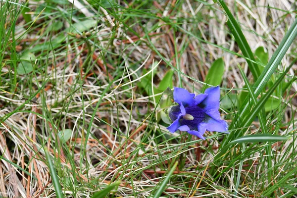 stock image Lsa gentian acaulis, splendid mountain flower