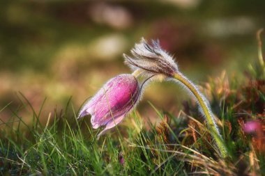 Pulsatilla, muhteşem çiçek, Alp çayırında yetişir.,