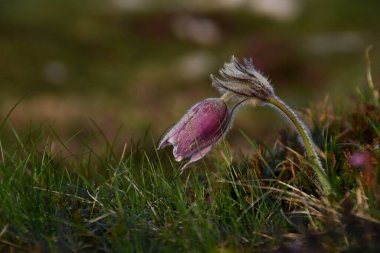 Pulsatilla, muhteşem çiçek, Alp çayırında yetişir.,