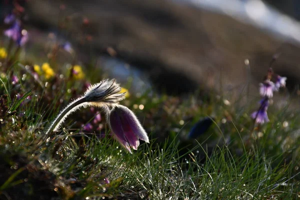 Den Pulsatilla Praktfulla Blomman Som Odlas Den Alpina Ängen — Stockfoto