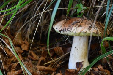 Porcini mantarları doğal ortamlarında