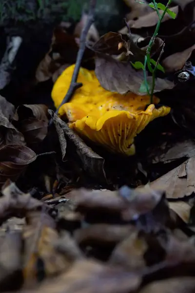 Pfifferlinge Stechen Herbstlichen Unterholz Mit Ihrer Schönen Gelben Farbe Hervor — Stockfoto