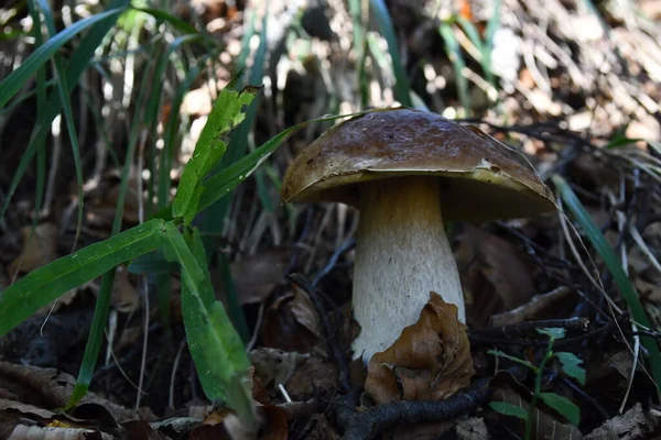 Cogumelos Porcini Seu Habitat Natural — Fotografia de Stock