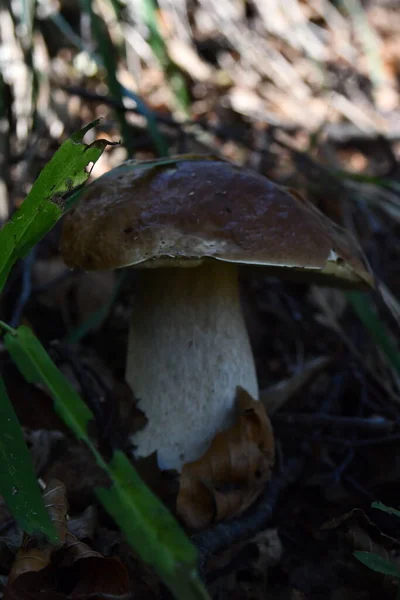 Porcini Mushrooms Natural Habitat — Stock Photo, Image