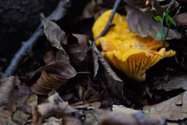 Chanterelles Destacam Outono Undergrowth Com Sua Bela Cor Amarela — Fotografia de Stock
