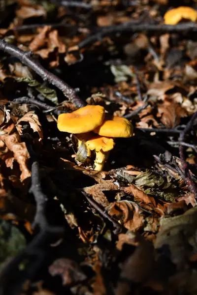 Chanterelles Stand Out Autumn Undergrowth Beautiful Yellow Color — Stock Photo, Image