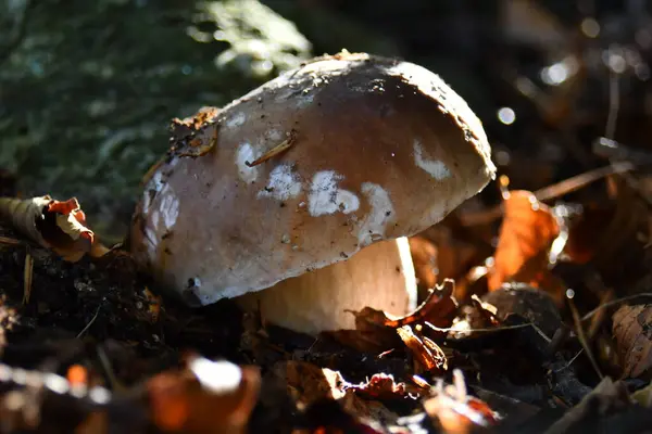 Porcini Mushrooms Natural Habitat — Stock Photo, Image