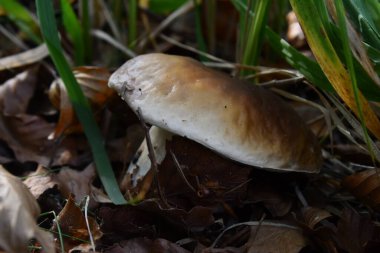 Ormanlıkta Porcini mantarları