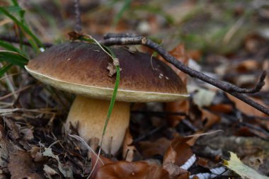 Ormanlıkta Porcini mantarları