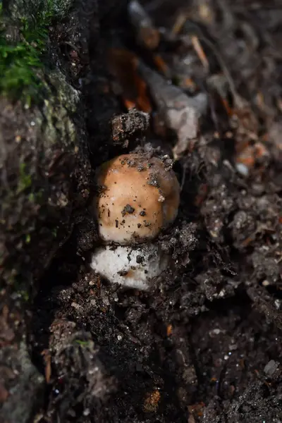 Porcini Cogumelos Vegetação Rasteira — Fotografia de Stock