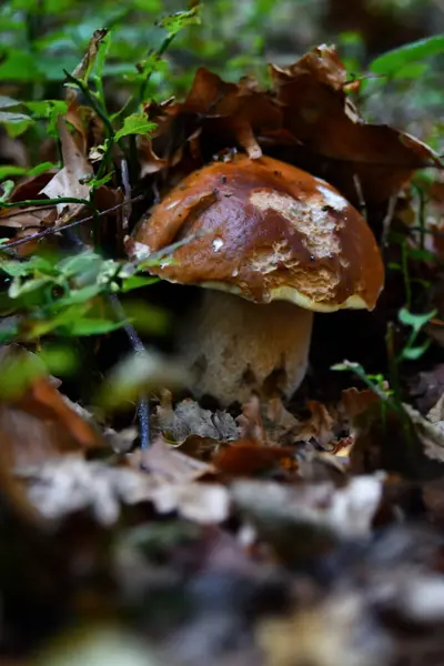 Porcini Cogumelos Vegetação Rasteira — Fotografia de Stock