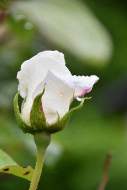 Çiylerle kaplı güller