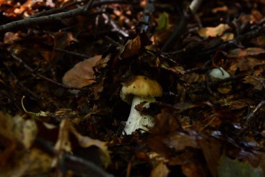 Porcini mantarı çalılıklarda saklı.