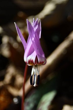 Güzel köpek dişi çiçeği çayırda çiçek açtı..