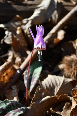 Güzel köpek dişi çiçeği çayırda çiçek açtı..