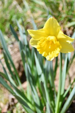 Nergis sarı çiçek