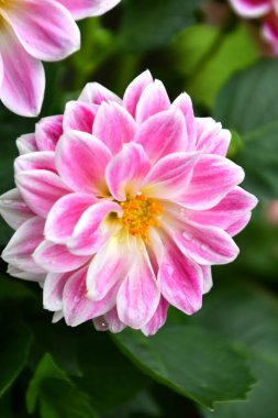 Renkli taç yapraklarıyla Dahlia çiçeği