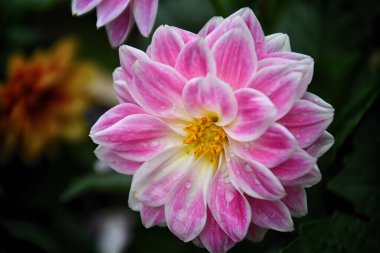 Renkli taç yapraklarıyla Dahlia çiçeği