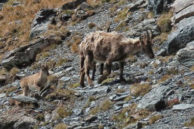 Ibex Alplerde otluyor..