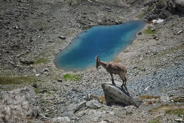 Ibex Alplerde otluyor..