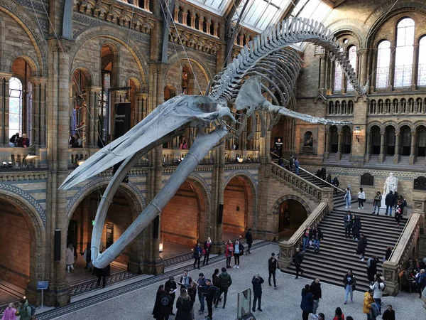 Blue Whale Skeleton Natural History Museum London England Showing Crowds Immagini Stock Royalty Free