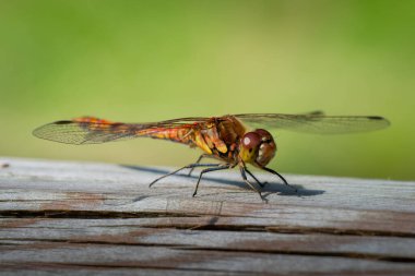 Darter Dragonfly Sympetrum Striolatum, Cumbria, İngiltere
