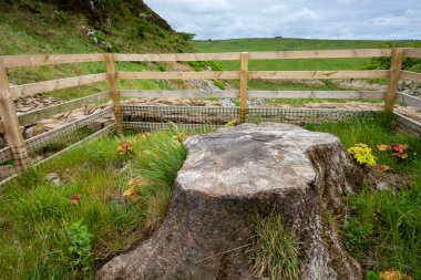 Hadrian Duvarı 'ndaki Sycamore Gap ağaç kesilmesinin sonuçlarını ve ağaç kütüğünün Northumberland, İngiltere' de yeni bir büyüme göstermeye başladığını gösteriyor.