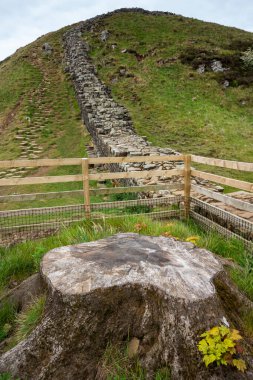 Hadrian Duvarı 'ndaki Sycamore Gap ağaç kesiminin sonuçlarını gösteriyor ve ağaç kütüğünün Northumberland, İngiltere' de yeni bir büyüme göstermeye başladığını gösteriyor.