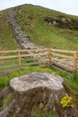 Hadrian Duvarı 'ndaki Sycamore Gap ağaç kesiminin sonuçlarını gösteriyor ve ağaç kütüğünün Northumberland, İngiltere' de yeni bir büyüme göstermeye başladığını gösteriyor.