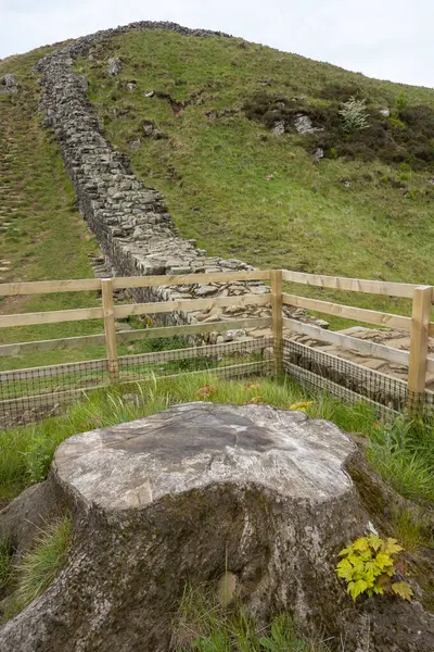 Hadrian Duvarı 'ndaki Sycamore Gap ağaç kesiminin sonuçlarını gösteriyor ve ağaç kütüğünün Northumberland, İngiltere' de yeni bir büyüme göstermeye başladığını gösteriyor.