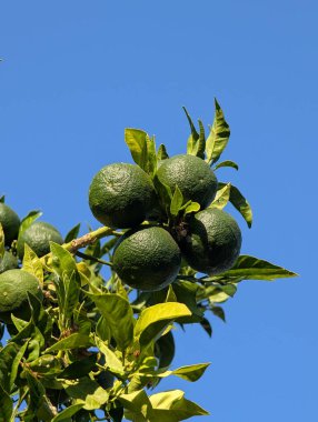 Türkiye 'nin kırsal kesimindeki bir Citrus Ağacında Taze Yeşil Limonlar Büyüyor