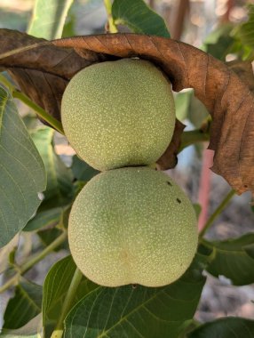 Türkiye 'de Ağaç Dalında Yeşil Ceviz Büyüyor