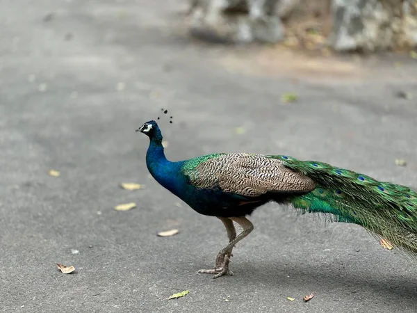Peacock Temple — Stock Photo, Image