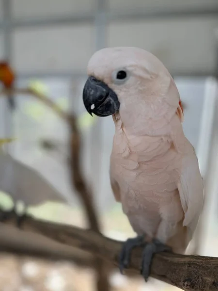 White Parrot Large Cage — Stock Photo, Image