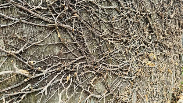 壁に掛けられた乾燥した苗木 — ストック写真