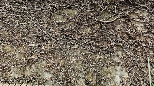 Gedroogde Jonge Boompjes Muur — Stockfoto