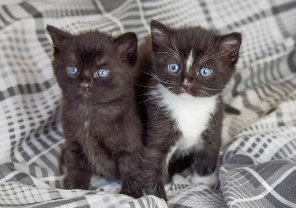 Dois Gatinhos Bonitos Preto Preto Branco Quatro Semanas Idade Com — Fotografia de Stock