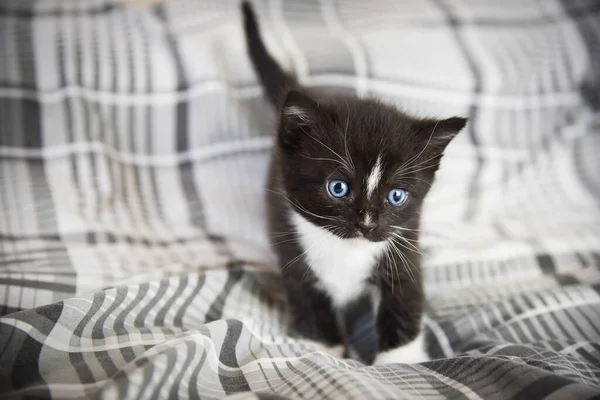 Kitten Four Weeks Old Facing Camera Sitting Black White Bedding — Stock Photo, Image