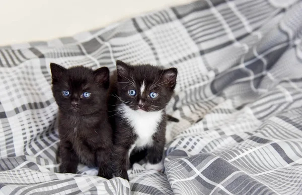 Dois Gatinhos Bonitos Preto Branco Quatro Semanas Idade Com Olhos — Fotografia de Stock