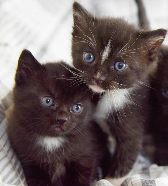 Dois Bonitos Gatinhos Negros Brancos Quatro Semanas Idade Com Olhos — Fotografia de Stock