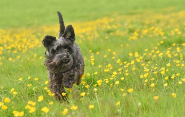 Siyah minyatür schnauzer köpek uzun otlar ve sarı düğün çiçekleri tarlasında koşuyor.