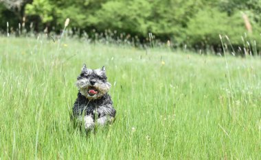 Pasaklı, siyah ve gümüş renkli minyatür schnauzer köpeği uzun otların arasından kameraya doğru koşuyor.