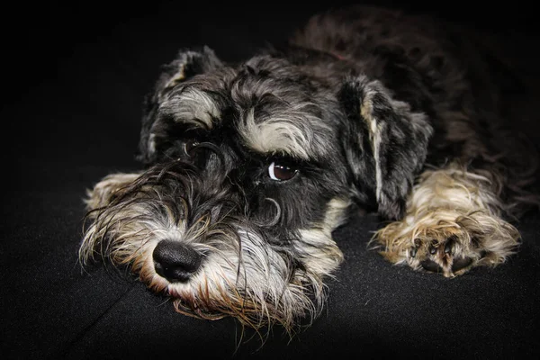 Head portrait of a black and silver adult miniature schnauzer dog lying down chin on floor dog against a bBlack background looking at camera
