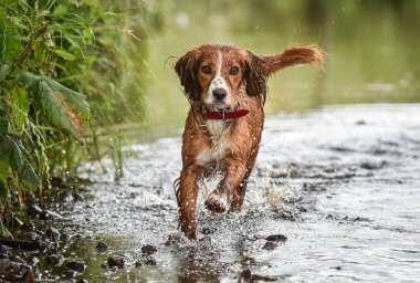 Çalışan altın ve beyaz cocker spaniel yazın kuyruğunu sallayarak Wyre nehrinde kameraya doğru yürüyor.