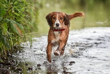 Golden and white working cocker spaniel walking toward camera through the river Wyre in England with wagging tail in summer clipart