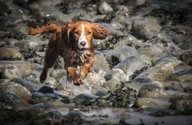 Golden working cocker spaniel jumping through the stones on the beach in Wales UK clipart