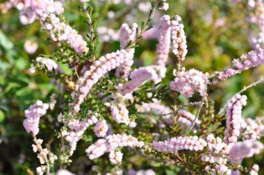 Heather ailesine ait olan bitkinin Macro fotoğrafı.